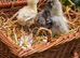Silkie and Cream Legbar chicks