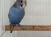 beautiful baby budgie