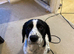 Beagle cross cocker spaniel