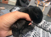 5 gorgeous mini lion lops looking for there forever home