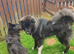 ***FERN RESCUE * 1 YR OLD CAUCASIAN SHEPARD***