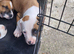 Red fox colour staffi puppies