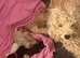 6 beautiful fluffy puppies born to our pretty Cavapoo Angie