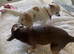 Chihuahua puppies 1 boy ,1 girl left.