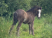 Black Pearl Colt Foal