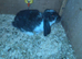 Giant French Lop