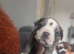 Beautiful Boston X Puppies for sale