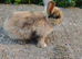 Mini rex x mini lop