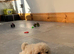 Beautiful Cavapoochon Pups