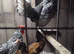 Silver sebright cock