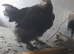 Necked neck bantam chickens