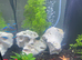 Fish tank tropical