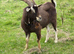 Billy Goat