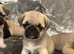 Pug Puppies due 9th September