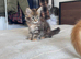 Maine Coon Active Registered Kittens – Ready Now