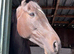 Stunning black mare