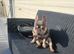 Outstanding kc reg 2 year old frenchie