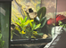 Madagascar gaint day gecko