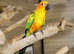 Sun conures available.21