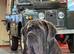 2 Neapolitan Mastiff Adults