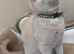Gorgeous BSH Kittens