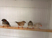 4 zebra finches for sale