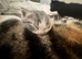 Unique kittens looking for new homes