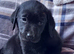 Adorable Black Labrador puppies ready soon.