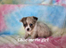 Long & smooth coat chihuahuas