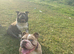 Kali is a Olde English bulldogs