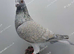RARE COLOUR REDUCED RACING PIGEONS