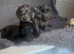 Doxiepoo puppy looking for forever home