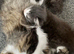 Small fluffy kittens