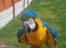 Blue and gold macaw