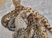 Bengal kittens looking for their forever home