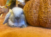 Mini lop