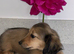 Miniature Dachshund