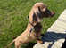 Miniature Dachshund for stud
