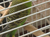 One year old little green budgie