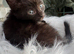 MALE AND FEMALE KITTENS TO RESERVE