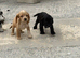 Cocker spaniel puppies