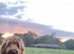 Cockapoo miniature