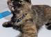 female kittens