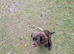 Sprocker Spaniel Looking for New Home