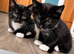 3 kittens