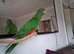 Australia king parrot