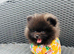 Pomeranian puppy’s