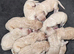 Fantastic Goldendoodle babies!