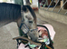 Beautiful grey roan 3 year old