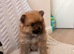 Adorable Pomeranian Puppies
